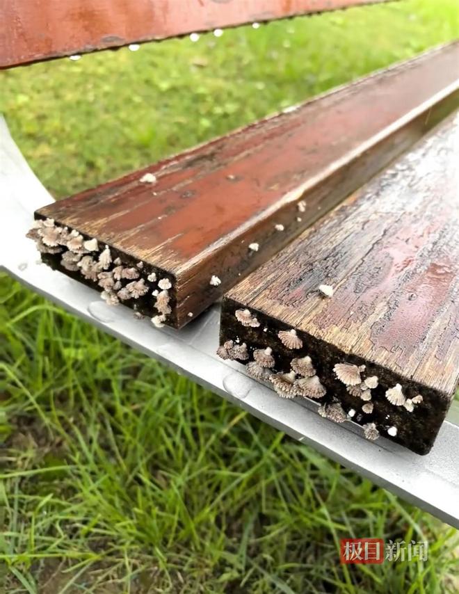 蘑菇大雁塔受潮城墙布满青苔气象局解释成因pg电子试玩西安连续一个多月降雨遍地长(图3)